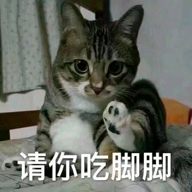 请你吃脚脚（猫咪）