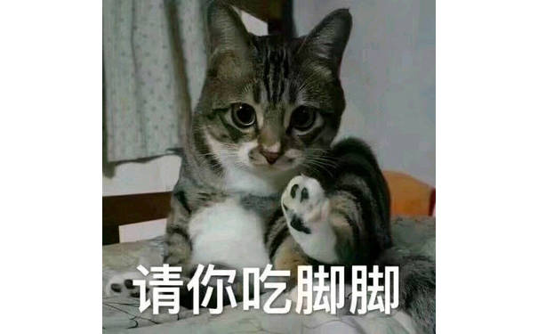 请你吃脚脚（猫咪）