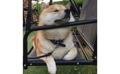 柴犬在摇椅上的悠闲狗生动图 - shibaholmes 柴犬在摇椅上的悠闲狗生动图表情包