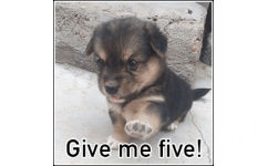 Give me five（狗子）