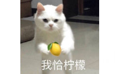 猫咪 我恰柠檬