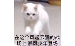 在这个风起云涌的战场上暴风少年登场(猫咪)