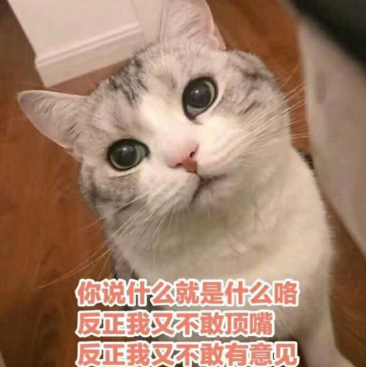 你说什么就是什么咯反我又不敢顶嘴反正我叉不敢有意见(猫咪)