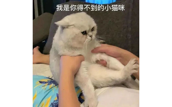 我是你得不到的小猫咪 - 情侣聊天实用表情包 ​