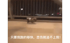 只要我跑的够快，悲伤就追不上我（狗子快跑 GIF 动图）