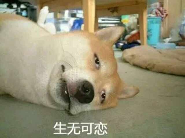 生无可恋 - 柴犬表情包 ​