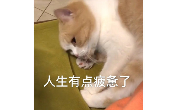 人生有点疲惫了（猫咪表情包）