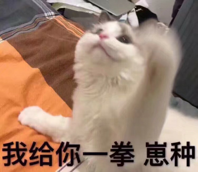 我给你一拳崽种(猫咪)