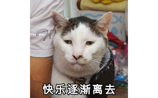 快乐逐渐离去（猫咪）