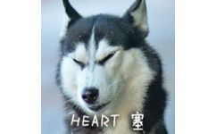 HEART 塞 - 单身狗恶搞表情