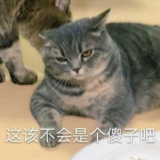 这该不会是个傻子吧(猫咪表情包)