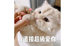 小宝贝我直接超级爱你 - 今日份猫猫表情包