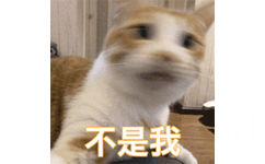 不是我(猫咪摇头 GIF)