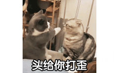 头给你打歪(猫咪打架 GIF)