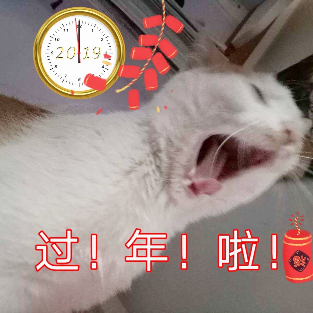 过年啦（猫咪）