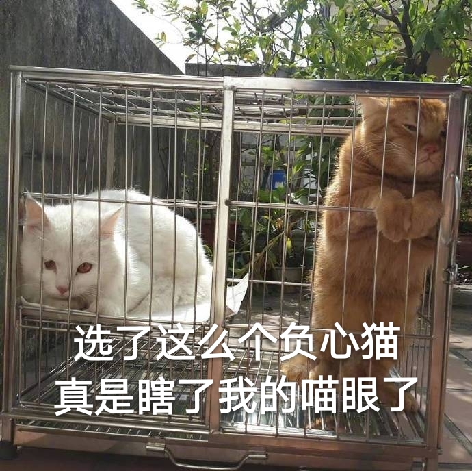 选了这么个负心猫，真是瞎了我的喵眼了（猫咪）