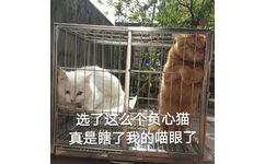 选了这么个负心猫，真是瞎了我的喵眼了（猫咪）