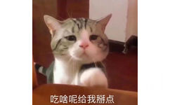 吃啥呢给我掰点(猫咪表情包)