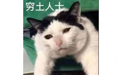 穷土人士 猫咪表情包