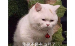 胖猫：我是不是有点胖了