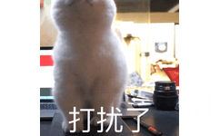 打扰了(猫咪后退GIF)