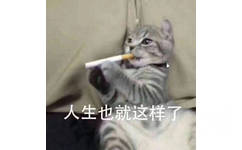 人生也就这样了（猫咪抽烟）