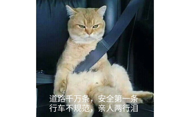 道路千万条，安全第一条，行车不规范，亲人两行泪（猫咪）