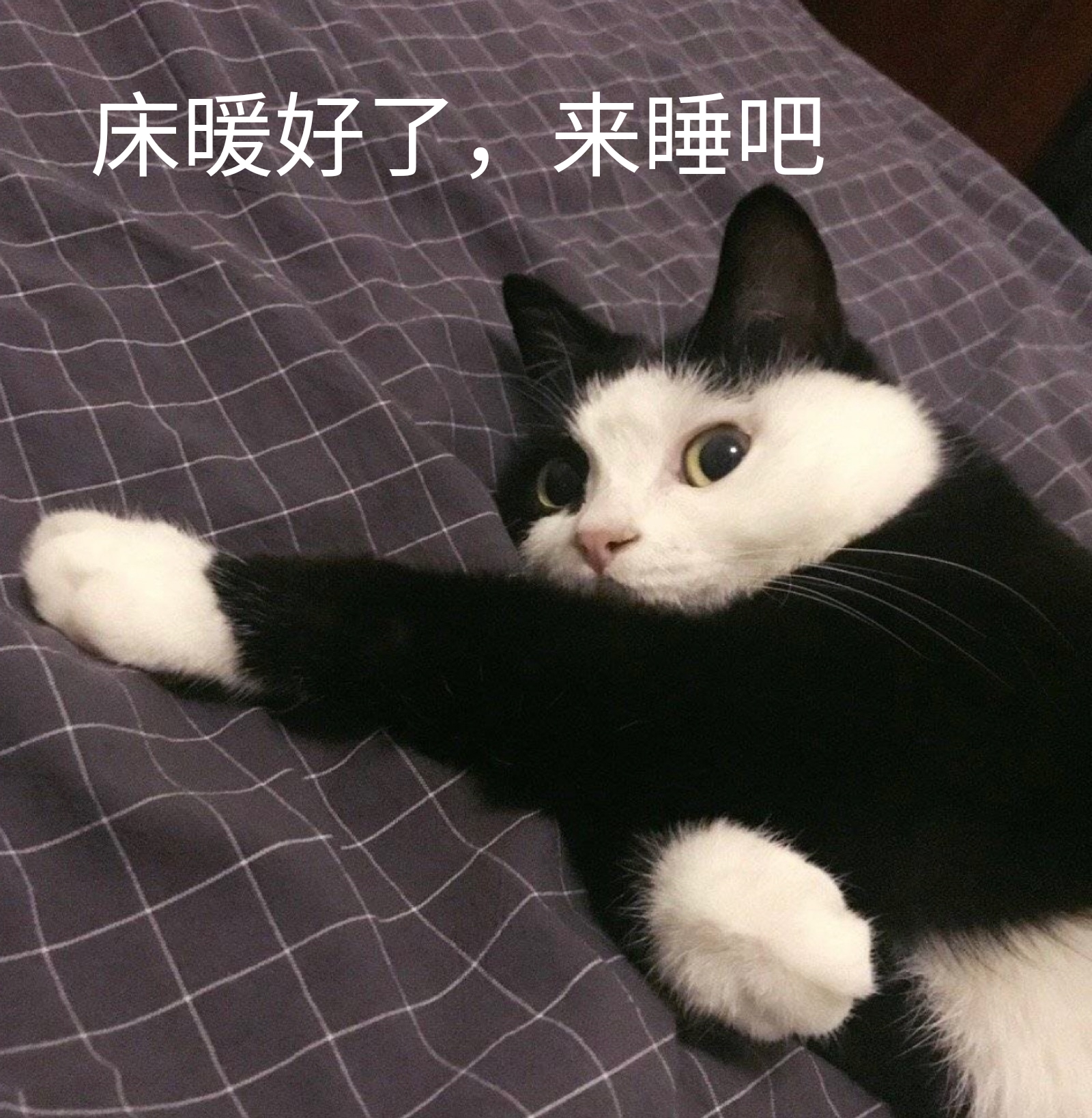 床暖好了，来睡吧（猫咪）