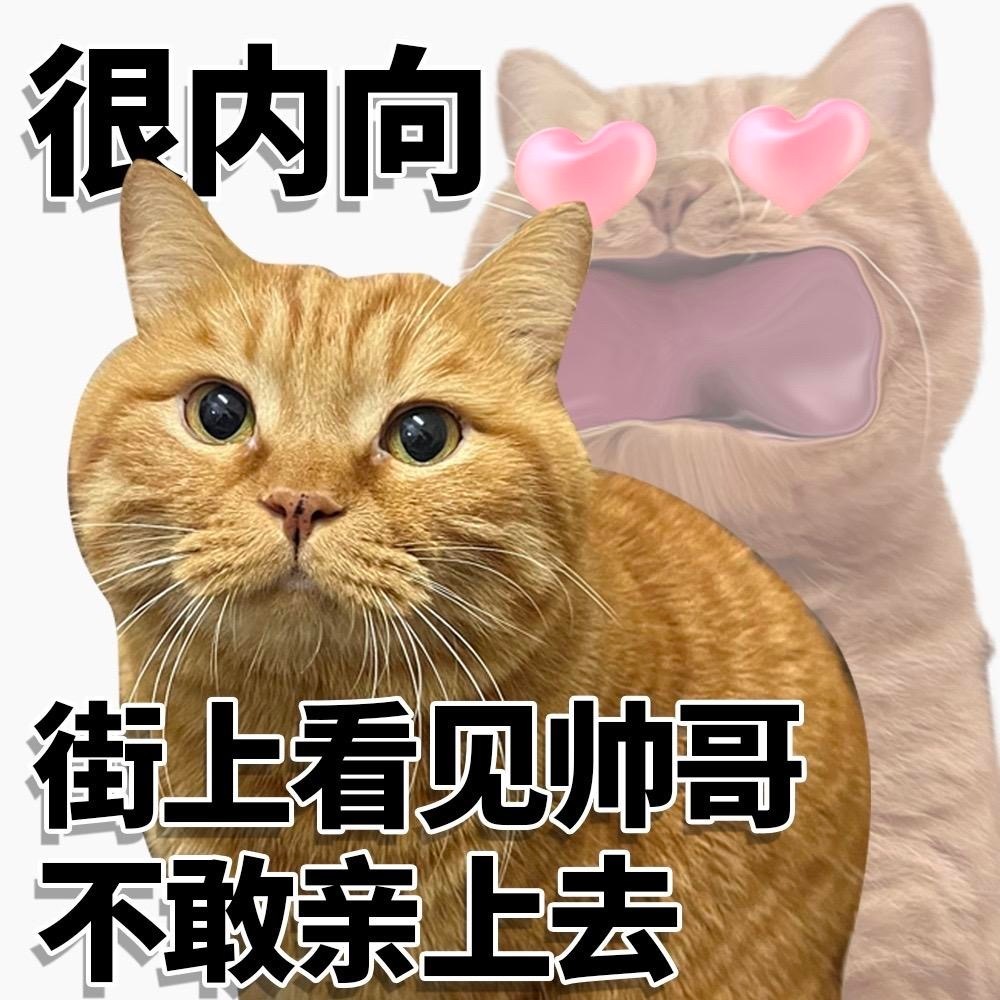 很内向街上看见帅哥不敢亲上去 - 很内向很外向猫猫表情包