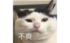 不爽(猫咪表情包)