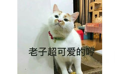 老子超可爱的 - 一组萌萌的猫咪表情包  吸猫(=^o^=) ​