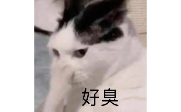 好臭(猫咪表情包)