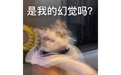 是我的幻觉吗?(猫咪表情包)