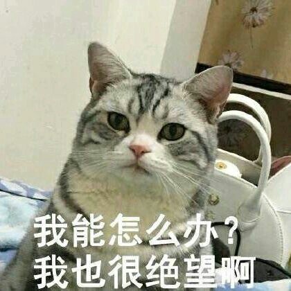 我能怎么办？我也很绝望啊 - 一组猫表情，喵喵