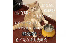 我是谁？我在哪？罐头呢？猫粮呢？为什么只有水？冻干什么的就不说了，肉泥总要给一条吧？都没有？！你怕是在难为我胖虎（橘猫）