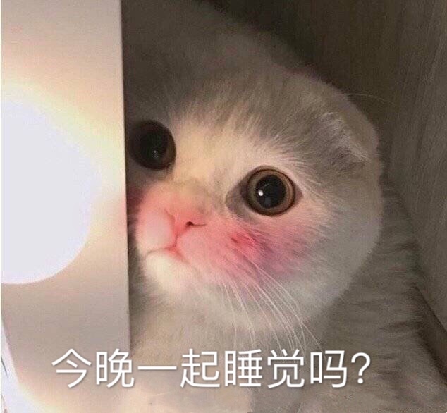 猫咪表情包 今晚一起睡觉吗？