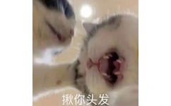 揪你头发(猫猫表情包)