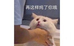  - 猫咪表情包 爱了  ​