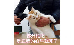 用枪顶住猫咪的头。猫：你开枪吧，反正我的心早就死了 - 热门表情包原图精选-2017/07/13