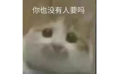 你也没有人要吗(猫咪表情包)