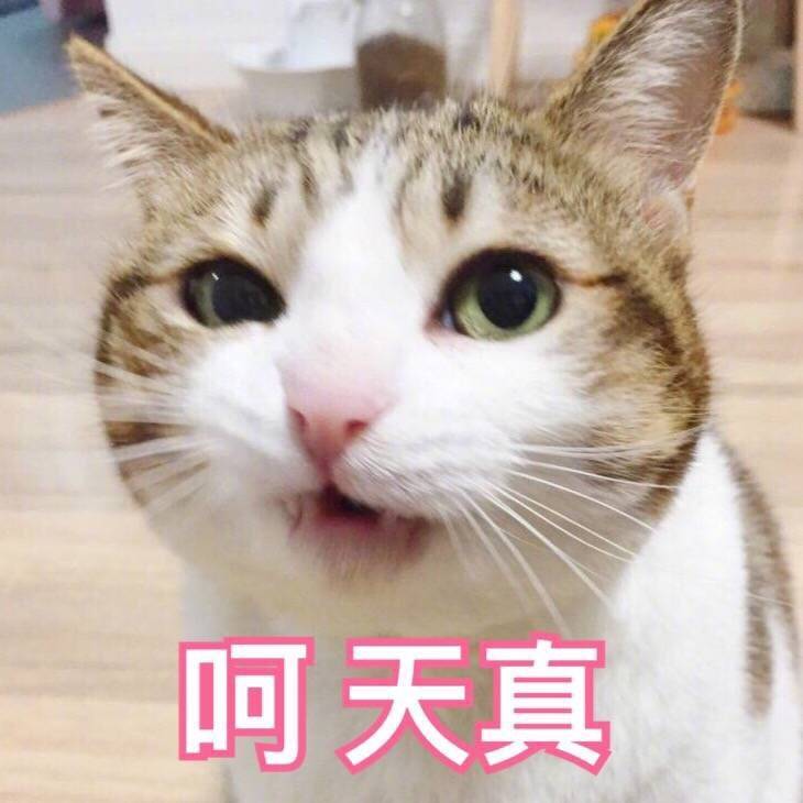 呵  天真 - 一组萌萌的小猫咪表情包