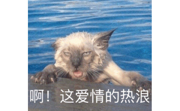 啊！这爱情的热浪（猫咪表情包） - 一组沙雕猫咪表情包