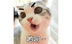 哟呵~（猫咪）