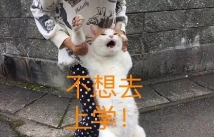 不想去上学！（猫咪）