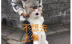 不想去上学！（猫咪）