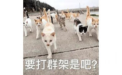 要打群架是吧?(猫咪表情包)