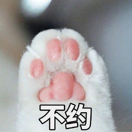 不约 - 一组猫咪斗图表情 一起吸猫