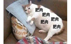 猫咪表情包 肥肉