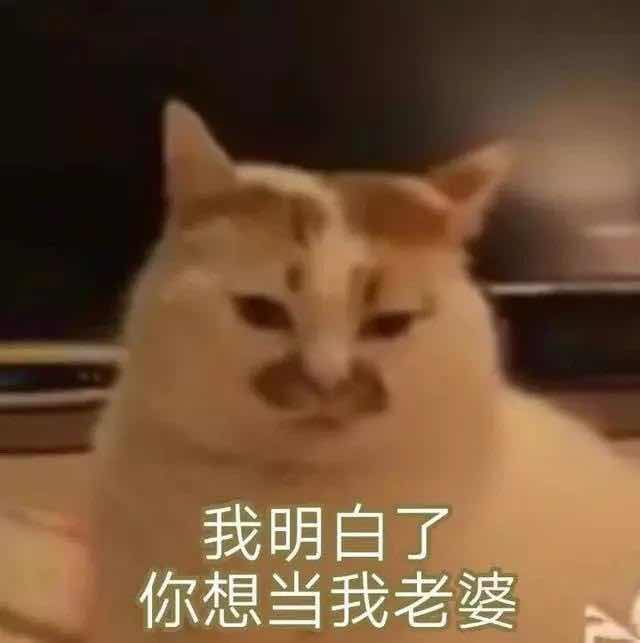 我明白了你想当我老婆(猫咪)