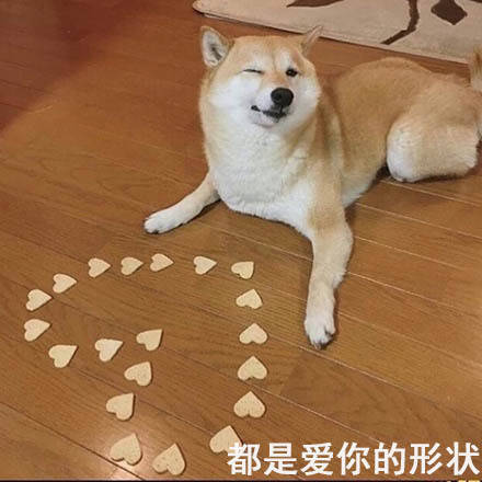 doge用狗饼干摆爱心，都是爱你的形状